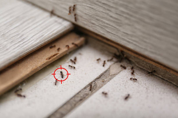 Best Commercial Pest Control Services  in Clinton, MO