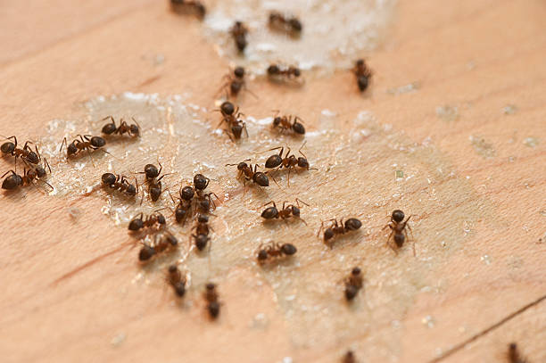 Best Pest Inspection Near Me  in Clinton, MO